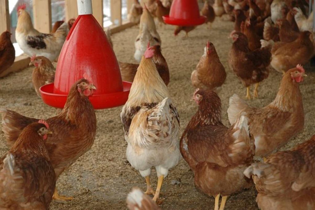 How to Build a Chicken Coop