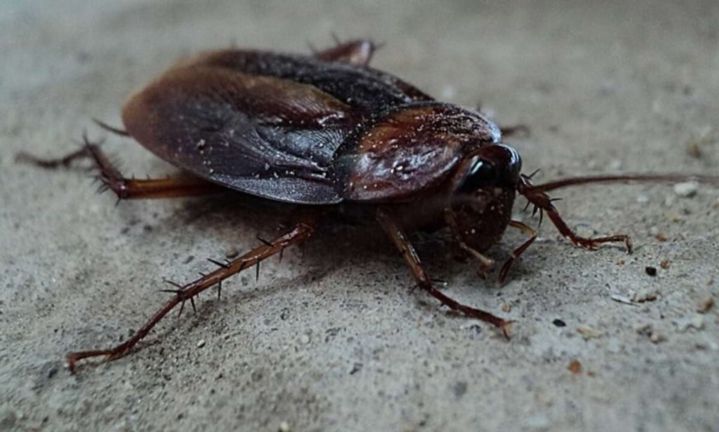 How to Kill Cockroaches