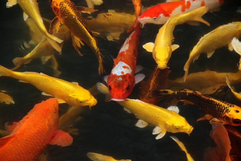Koi Pond