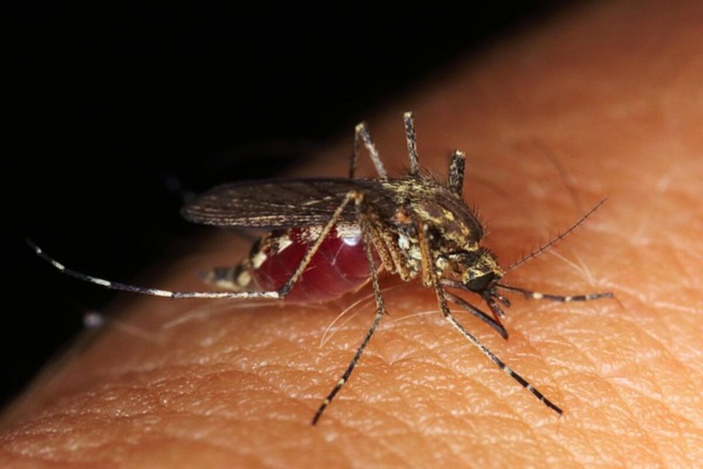 How Are Parasites Transmitted