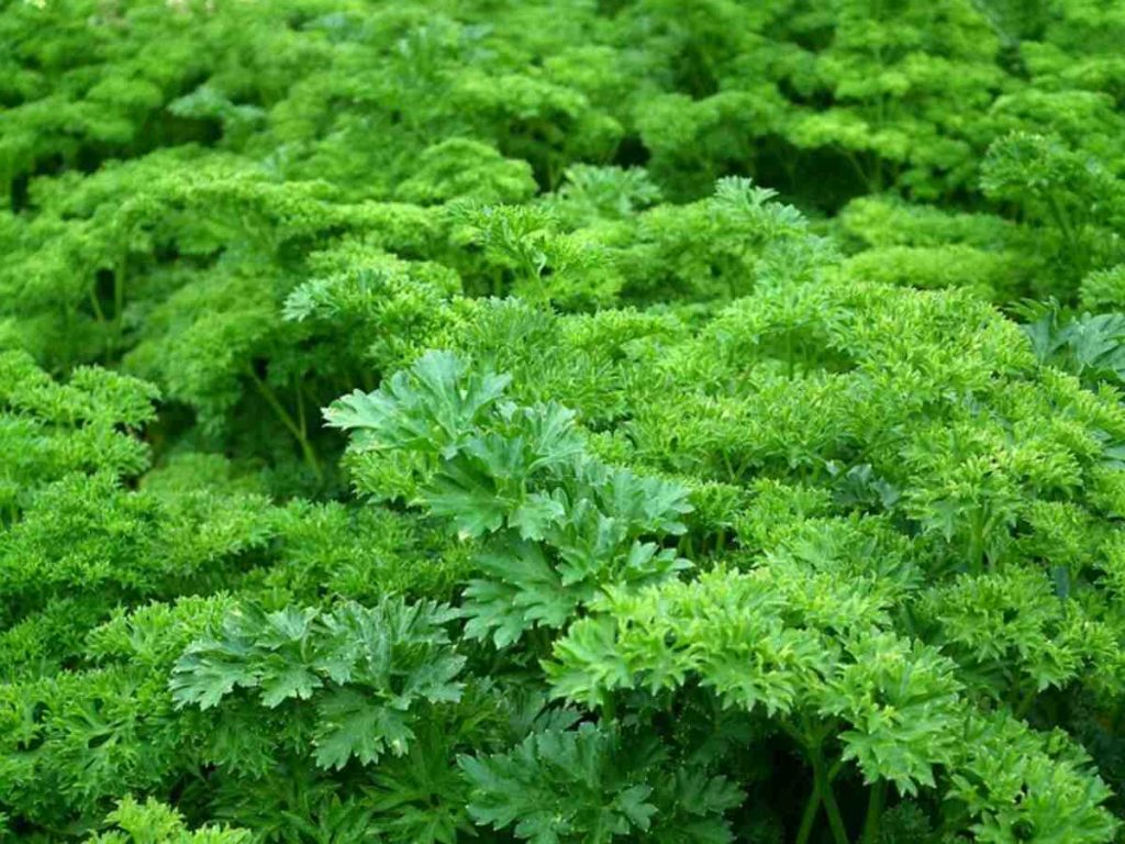 How to Grow a Vegetable Garden