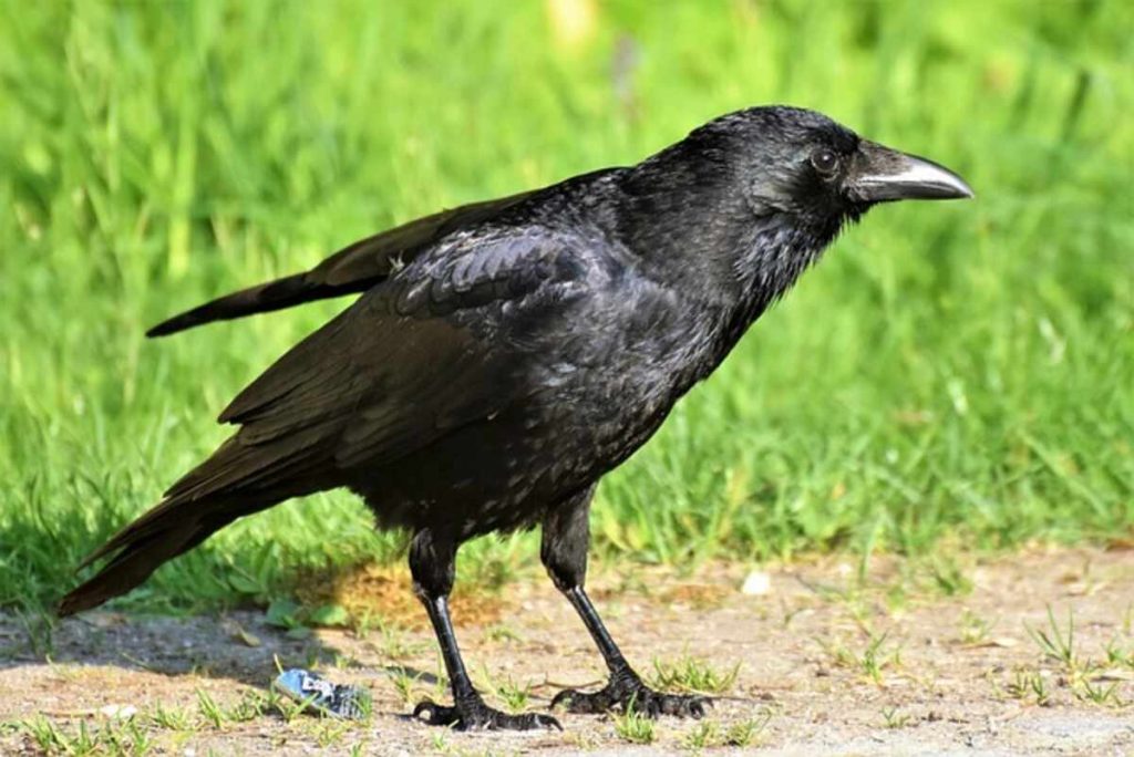 Crows