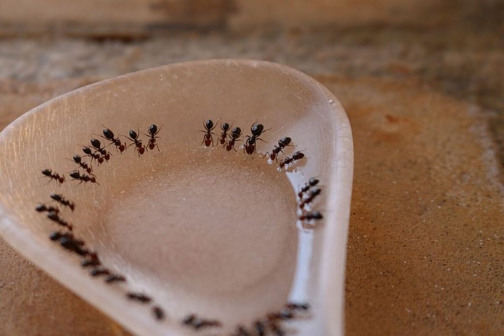 Sugar Ants