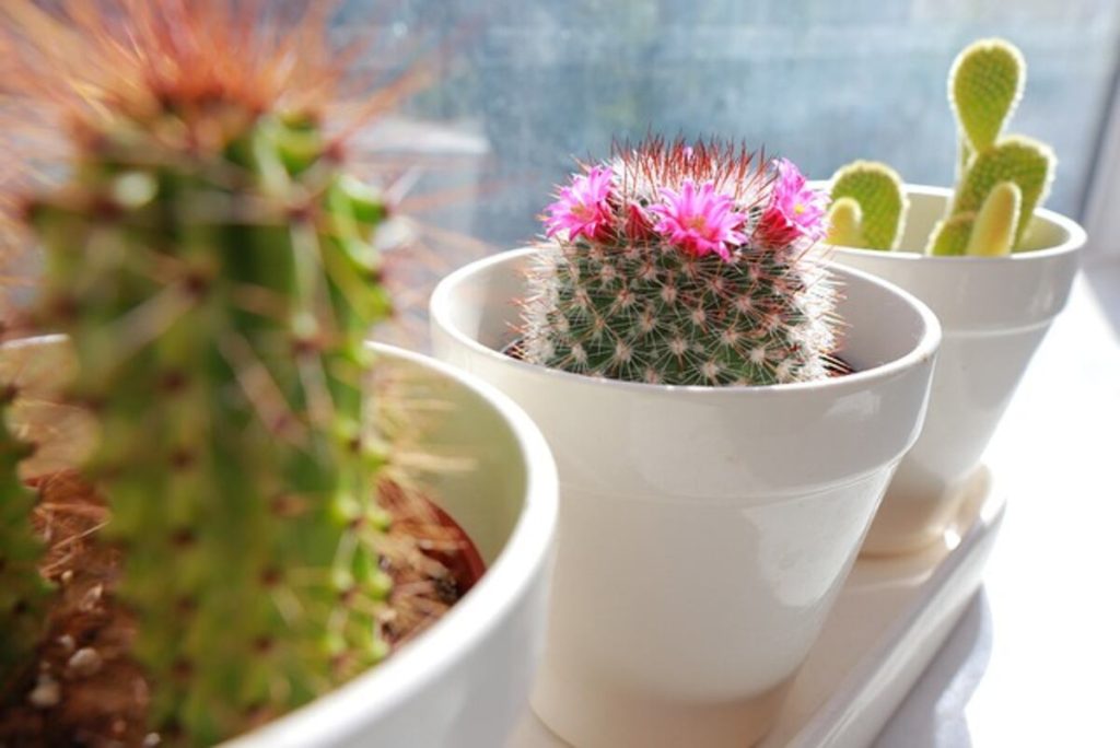 cactus 5993411 640
