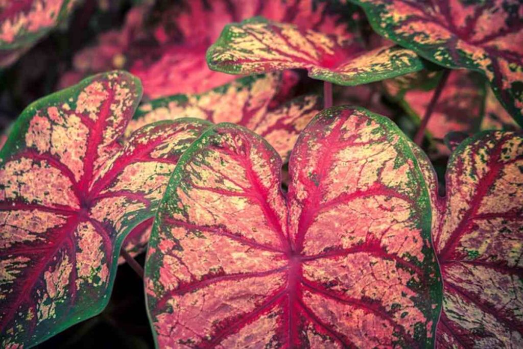 caladium 7285934 640 2