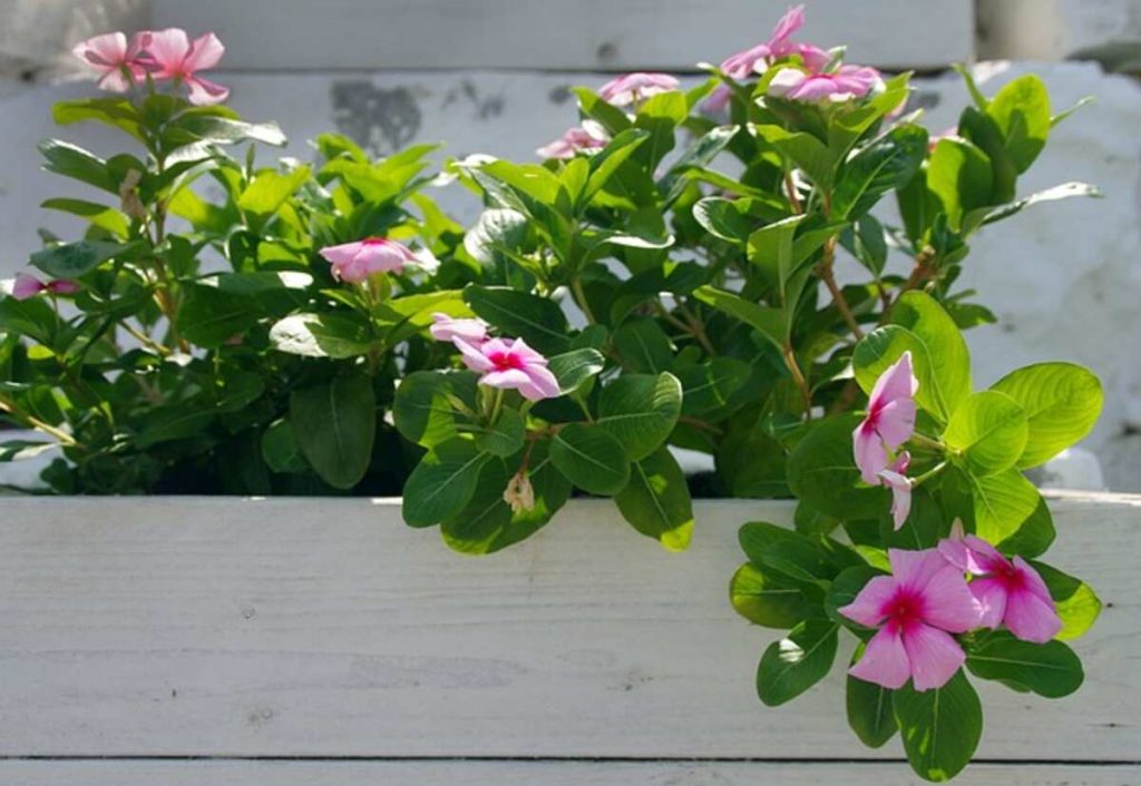 pink flowers 7028232 640