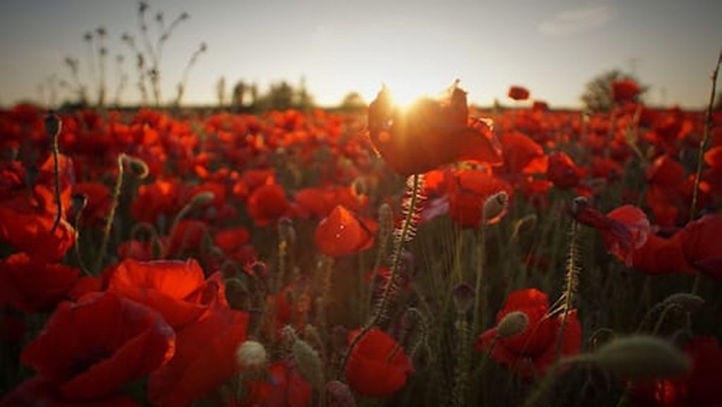 poppy pods for sale
