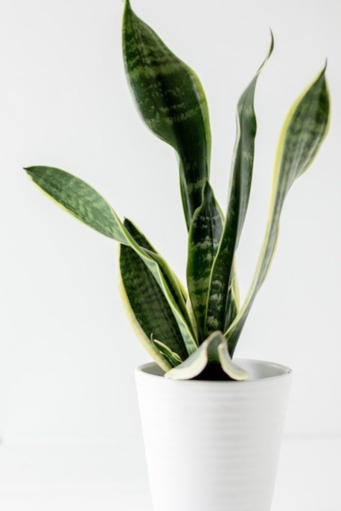snake plant 5939187 640 1