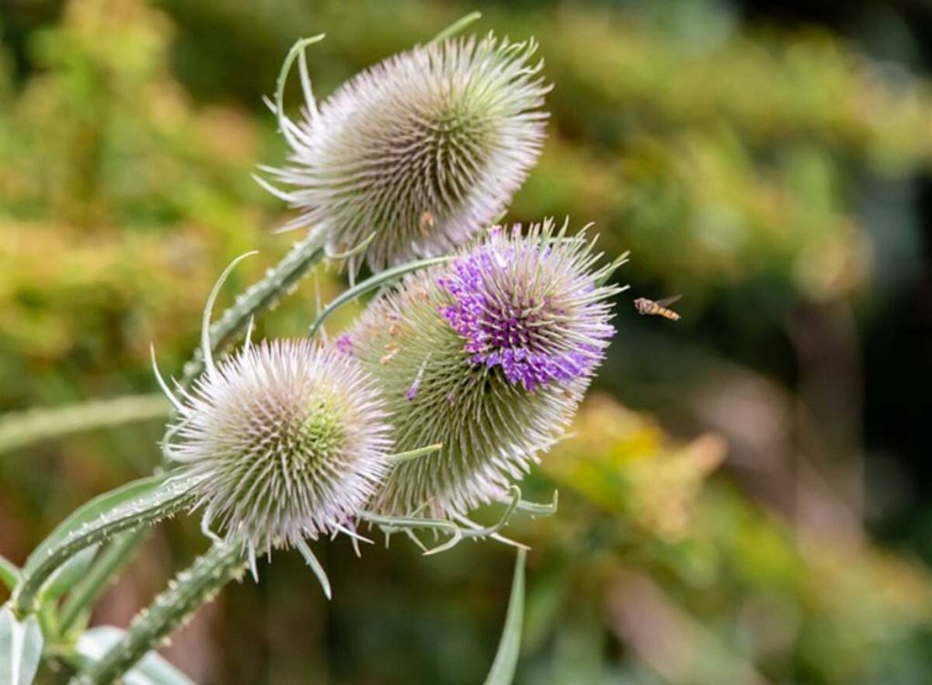 teasel 5370214 640 1
