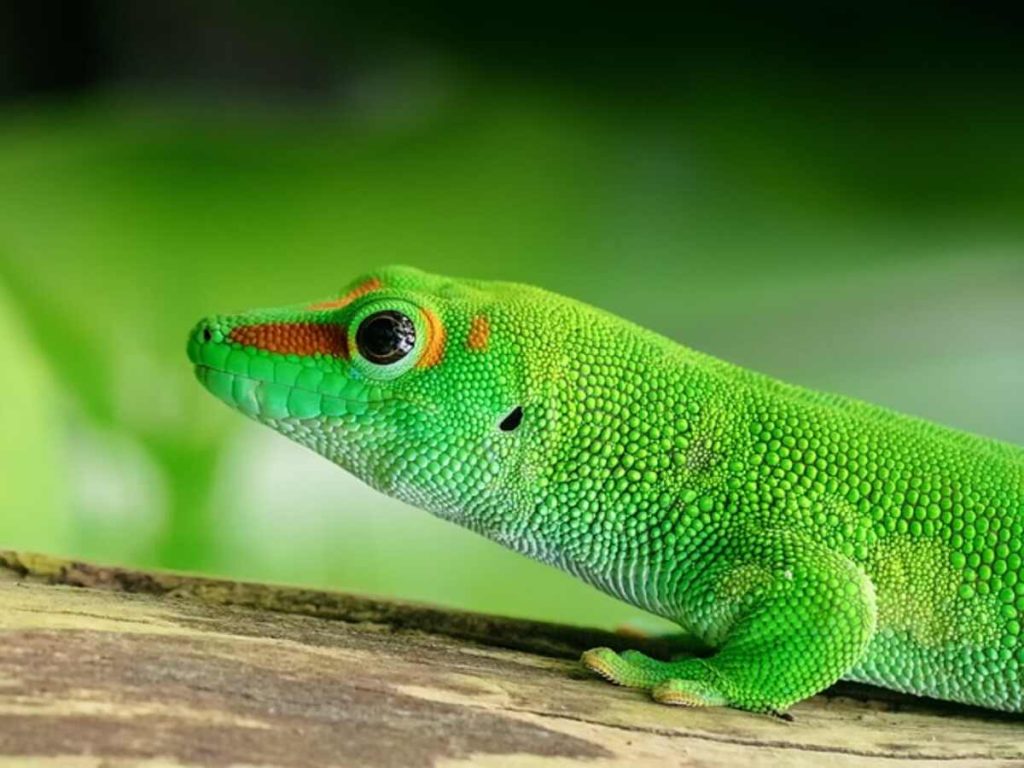 Geckos for sale