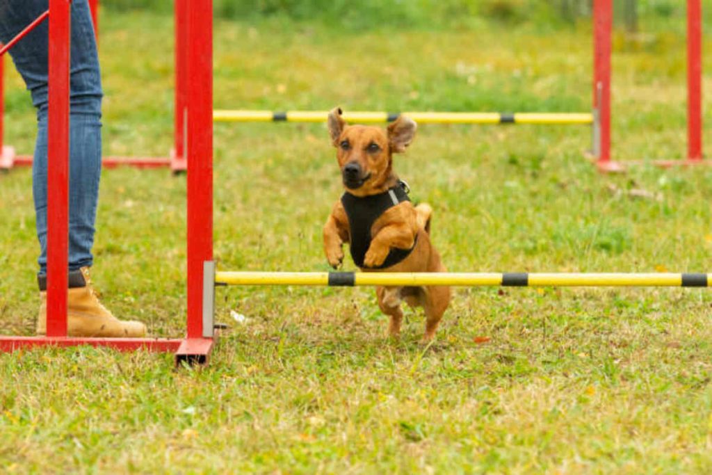 Canine Sports at the Canine Sports Zone