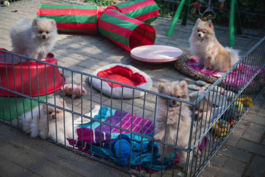 Denver Pets Craigslist