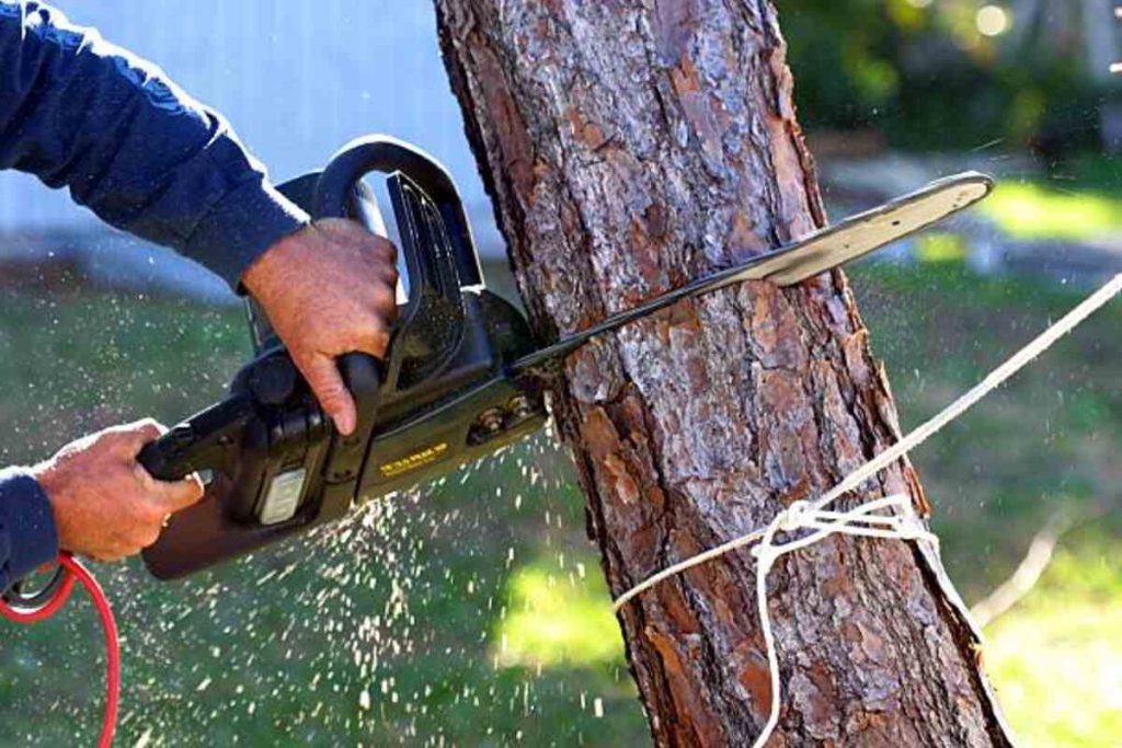 tree removal milpitas ca