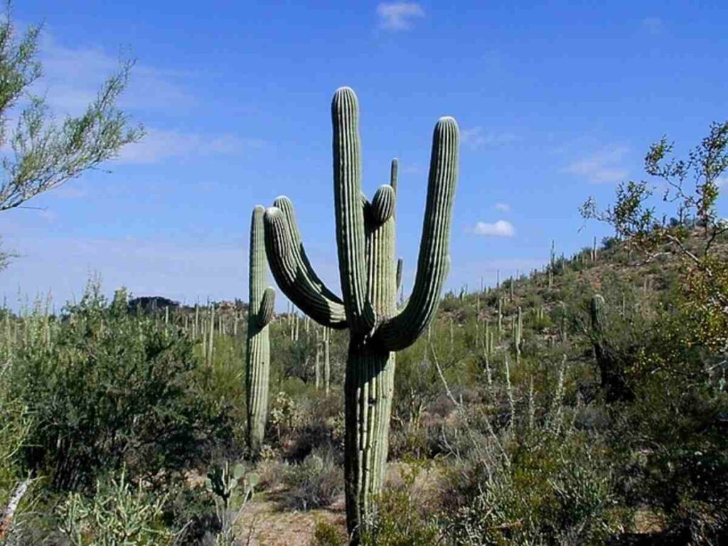 The Ecological Importance of Saguaro Skeletons