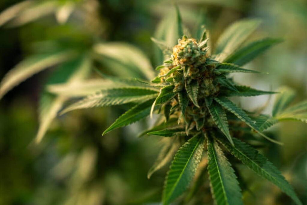 How to Safely Buy Runtz Strain Online: Ultimate Guide 1 buy runtz online